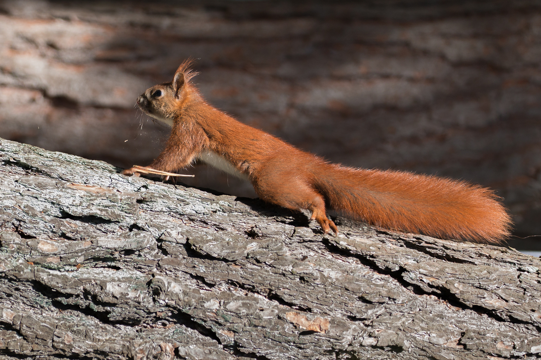 为什么家里养的松鼠总爱啃家具?应该怎么办?