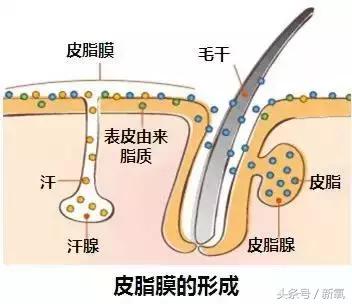 冯小刚钟楚曦苗苗,范冰冰和钟楚曦谁美