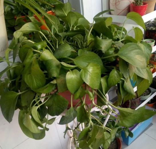 绿萝冬季叶子黄怎么补救,绿萝叶子冬天发黄是什么原因呢