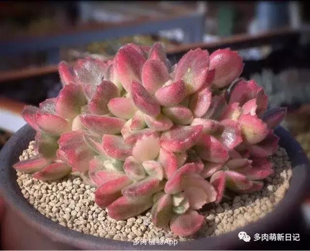 像熊爪子一样的多肉,多肉观察日记100字以上