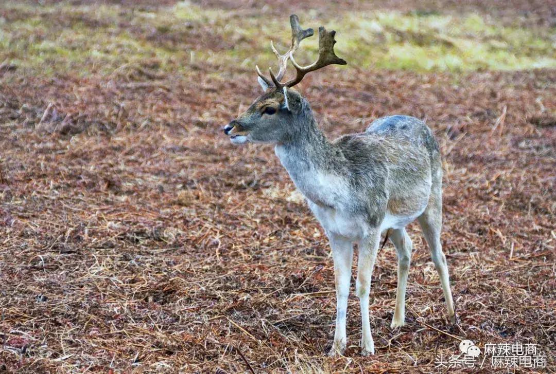 内容电商怎么赚钱,内容电商的盈利模式