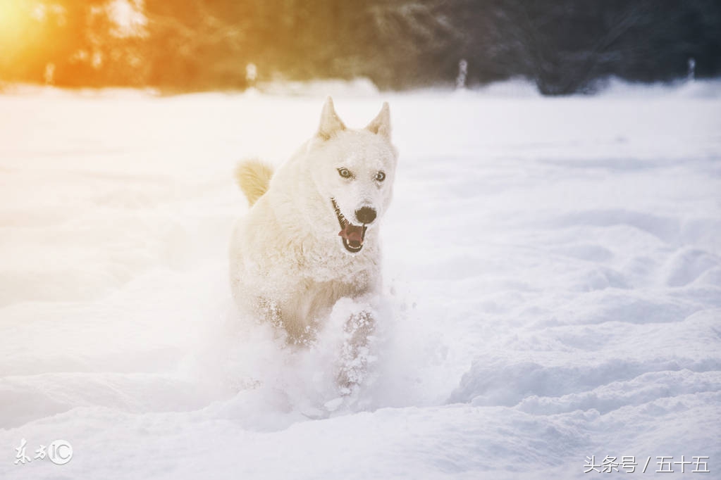 西伯利亚雪橇犬跟哈士奇的区别,哈士奇西伯利亚雪橇犬简称二哈
