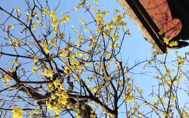 成都腊梅在哪里看,成都赏腊梅有哪些好地方