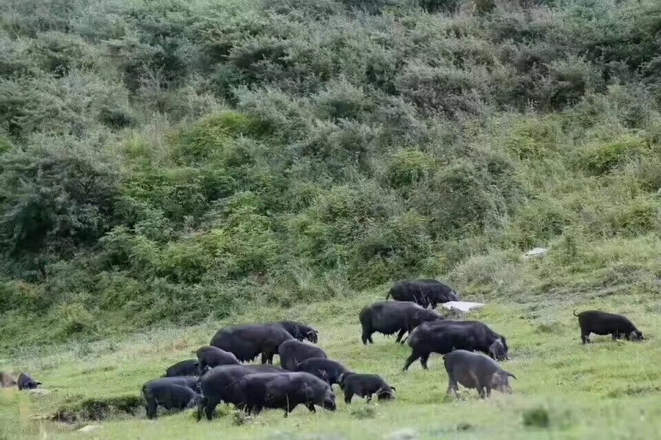 蕨麻猪养殖基地加盟,天祝蕨麻