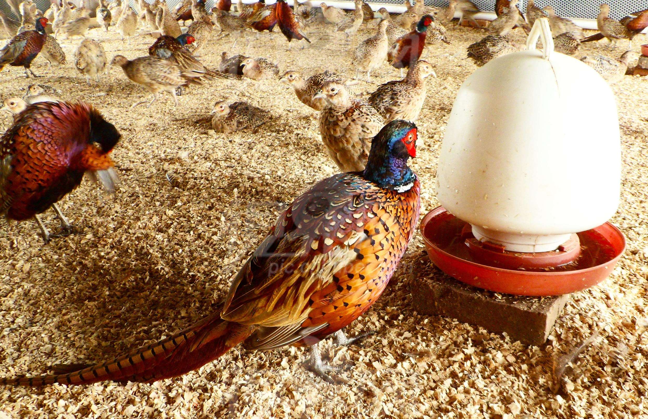 有什么农村养殖致富小项目好做,有什么农村养殖致富小项目