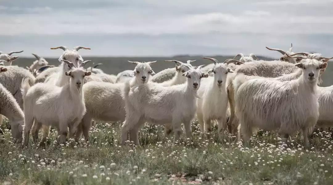 鄂尔多斯羊绒高端品牌叫什么,鄂尔多斯羊绒一般多少钱