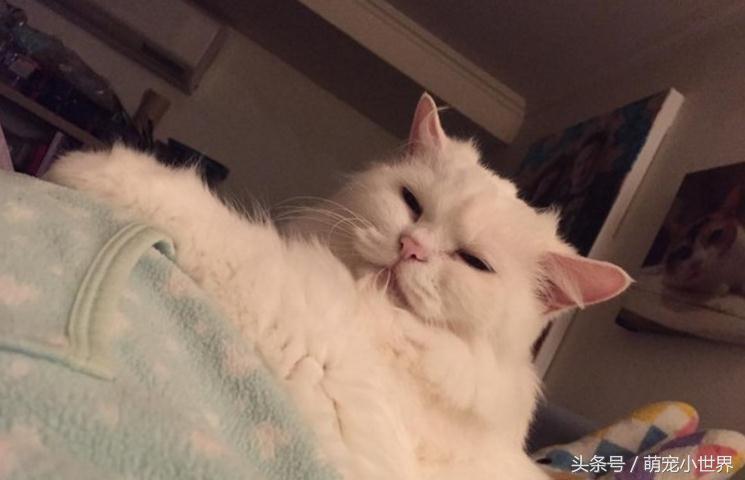 孕妇怀孕五个月被猫咪踩肚子,孕妇宝宝在踢妈妈的肚皮哭了