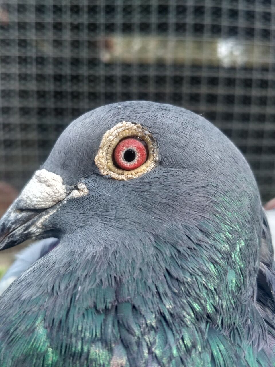 鸽眼能飞到什么天气,鸽眼有暗影好吗