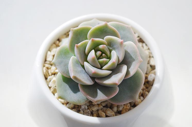 刚入手的多肉植物种植,刚入坑的多肉怎么养