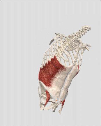 23个腹部练习动作与要领（4400字加多图）
