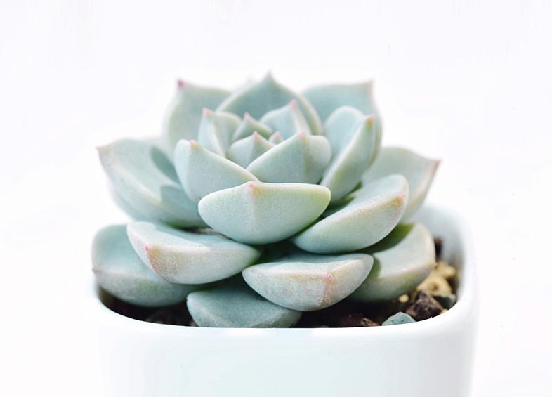 刚入手的多肉植物种植,刚入坑的多肉怎么养