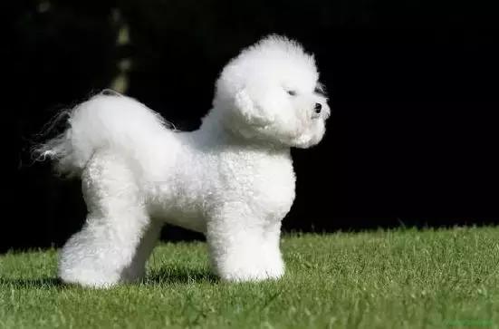 卷毛比熊犬长什么样子,卷毛比熊长大后的样子