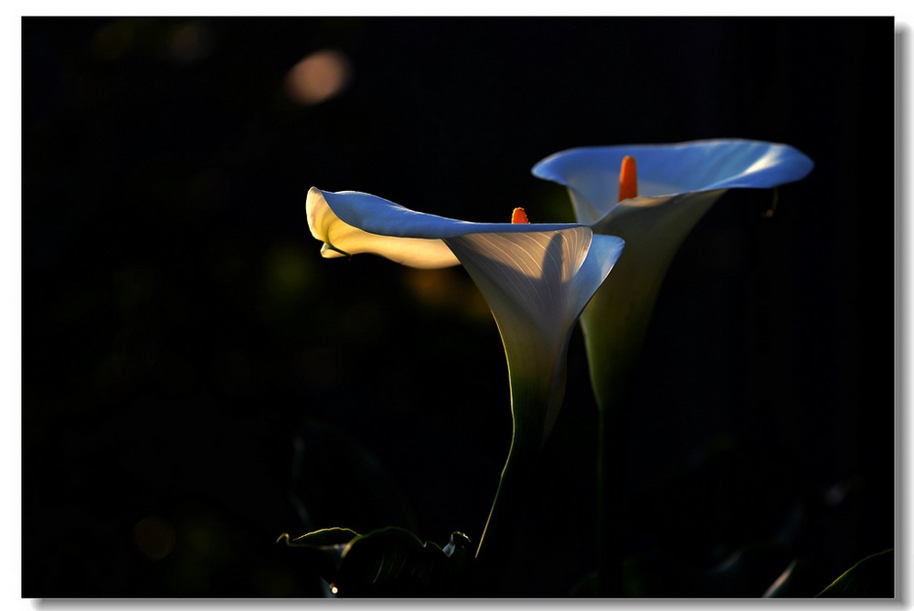 每天一花马蹄莲,一月花开马蹄莲