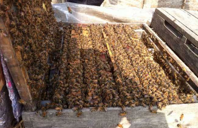 蜜蜂春繁分箱最简单方法,蜜蜂单脾春繁简易方法