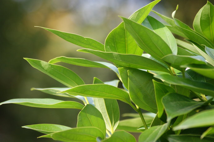 平安树越冬温度多少,平安树可以在室外越冬吗