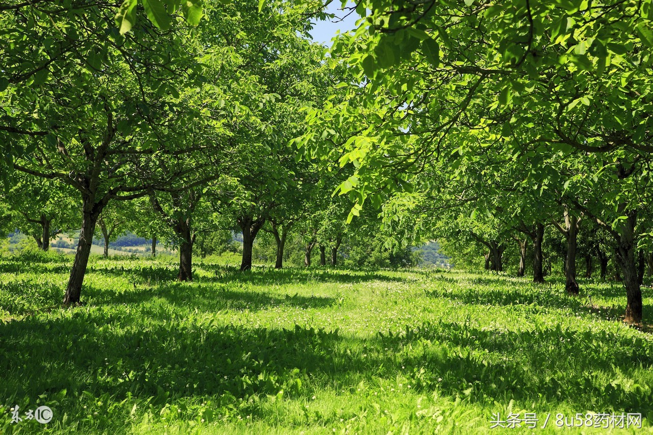 农村养殖最赚钱行业有哪些,在农村适合养殖什么行业最好赚钱