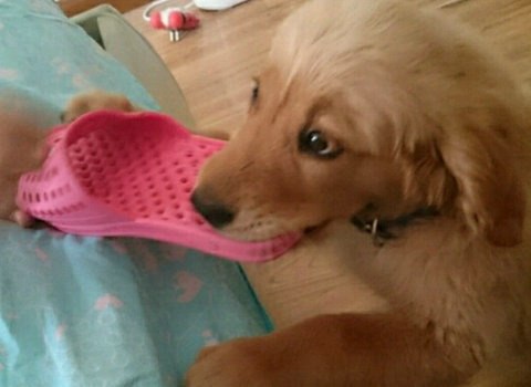 金毛喜欢咬鞋怎样制止,金毛喜欢咬床怎么解决