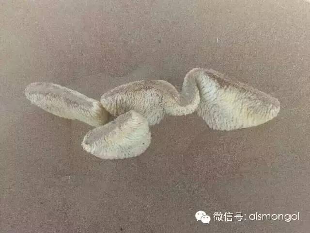 蒙古阿拉善肉苁蓉,阿拉善苁蓉生长在哪儿