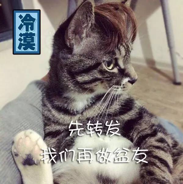 犬猫牙齿生长周期,猫咪狗狗为什么生的不同种类
