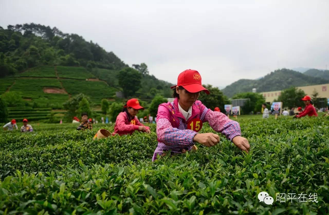 昭平茶农采茶,茶农采摘云雾茶