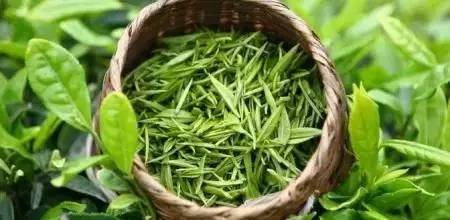 龙井茶地方课程,龙井茶课堂实录