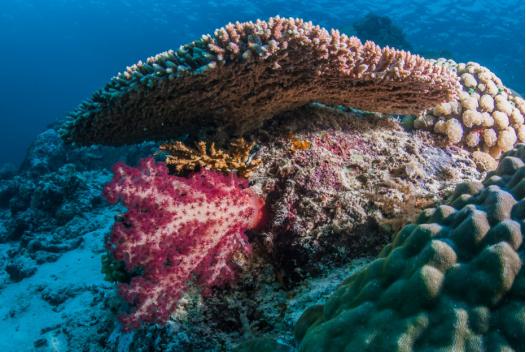 FIFISH荣获2018CES最佳创新奖，受海外媒体追捧