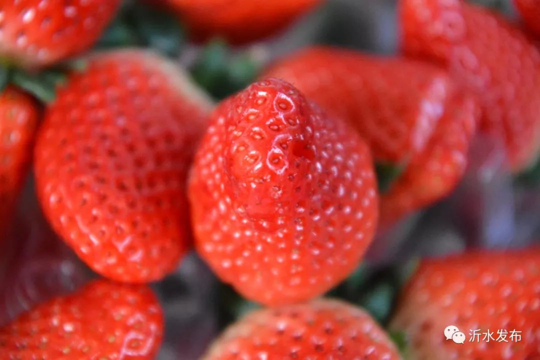 沂水妙香草莓,沂水草莓采摘园