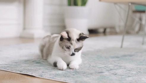 妙手仁心救我狗命锦旗,妙手仁心宠物医院