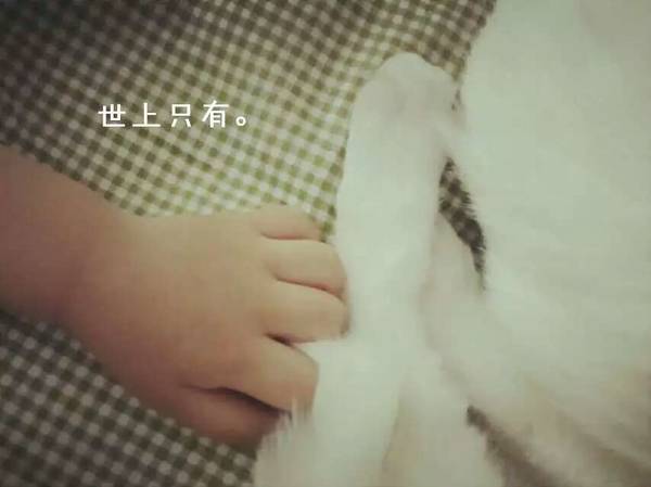 沉浸式养猫体验,养猫是一种什么体验