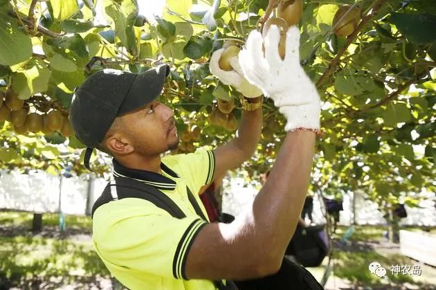 新西兰佳沛奇异果品牌打造,佳沛奇异果新西兰和意大利哪个好