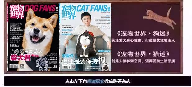 狗狗可爱场面,狗狗有趣集锦视频大全