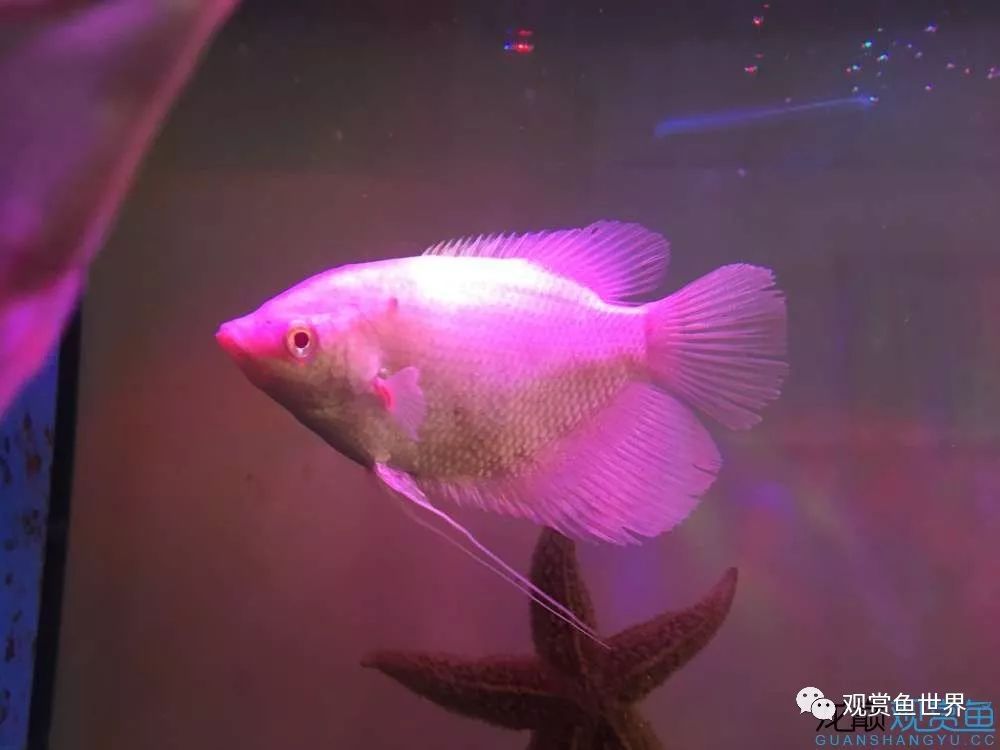 招财鱼烂肉最佳治疗方法,与食管癌抗争的五年