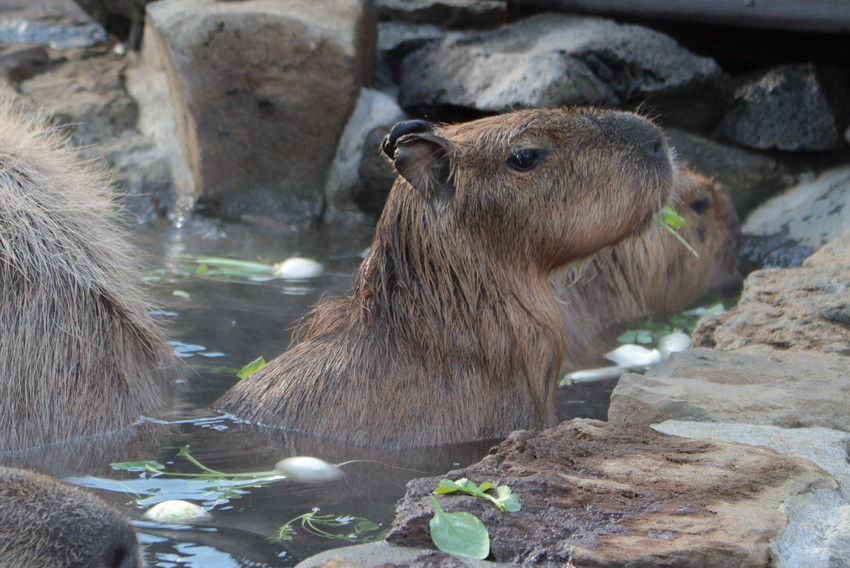 星球·探索｜日本十大萌宠大放送