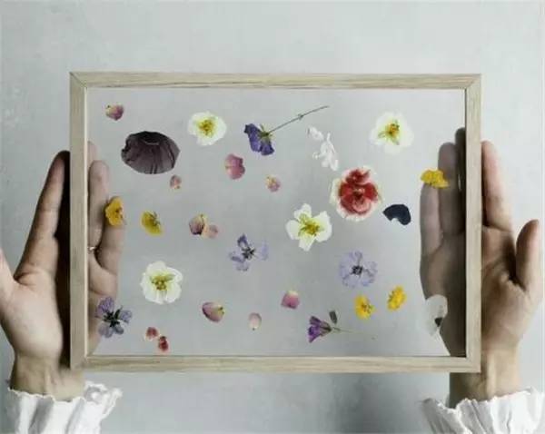 学做家庭植物微景观,做植物标本能学到什么