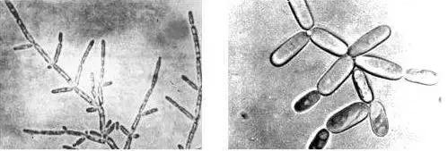 小黑瓶为什么是红色,小黑瓶是不是白里透红
