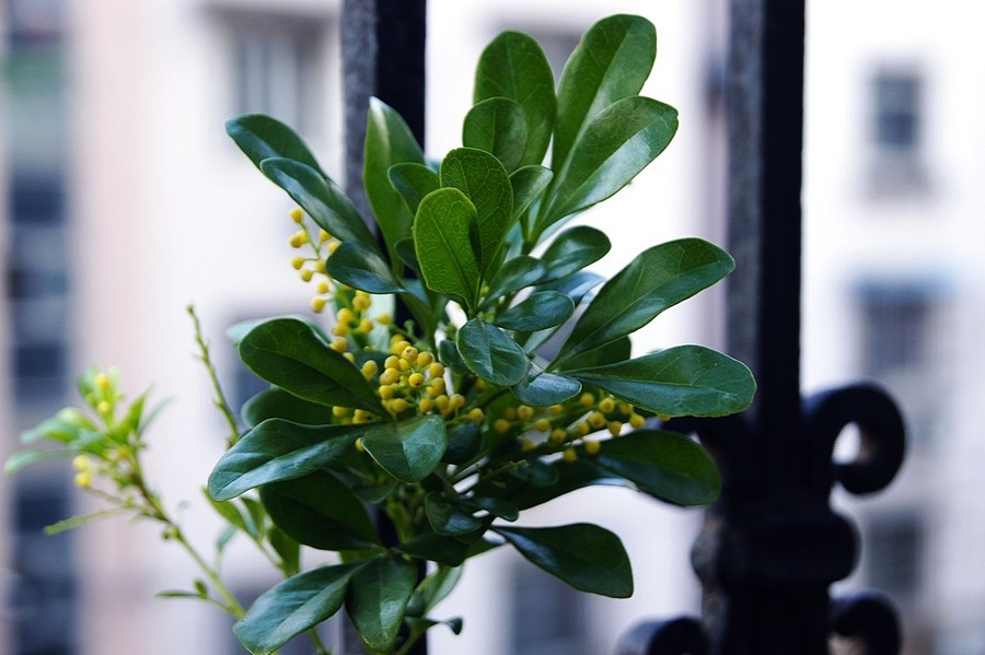 米兰花为什么要放在室内,室内茉莉花和米兰花哪个好养