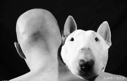 牛头梗到底有多丑,牛头梗咬人怎么松口