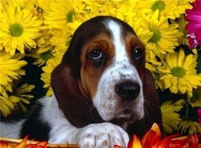 养巴吉度犬注意事项,为什么不建议养巴吉度犬