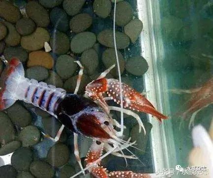 常见淡水观赏鳌虾大全,观赏鳌虾是淡水的吗