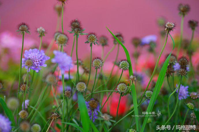 植物笔记解读视频,植物笔记关于花