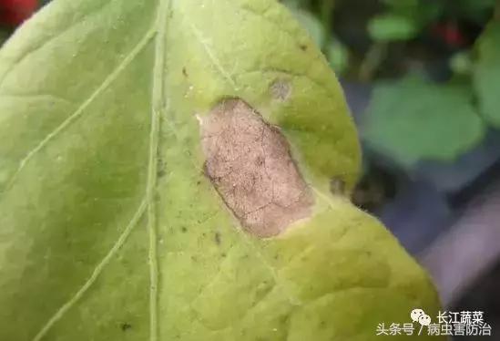 茄子绵疫病为害特点,茄子病害绵疫病