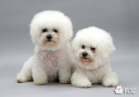 如何训练比熊犬大小便定点,比熊犬从几个月开始训练