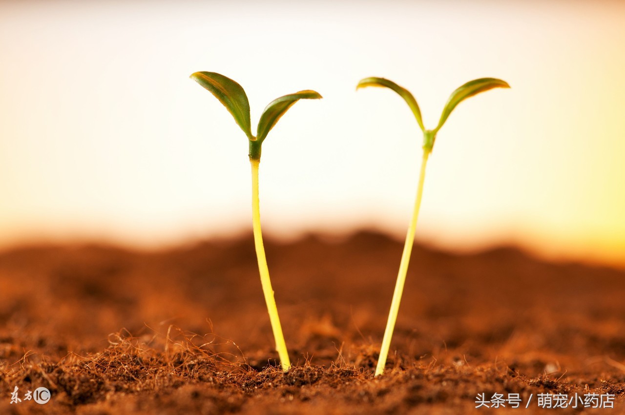 宠物肾衰竭一定要输液吗,宠物医生肾衰竭