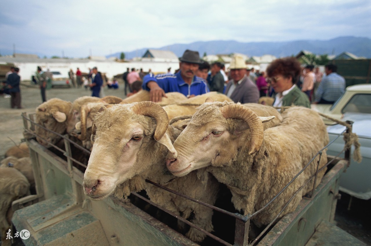 羊东家烘烤炉制作方法,羊东家烘烤炉图片