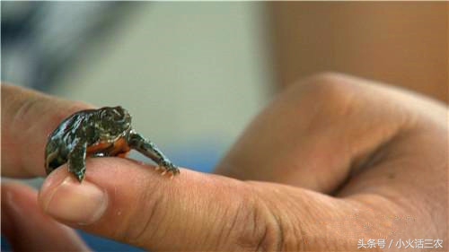 野生甲鱼最佳养殖方法,野生甲鱼的养殖方法与技术