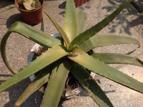 芦荟怎样不黄叶,芦荟为啥总是烂尖