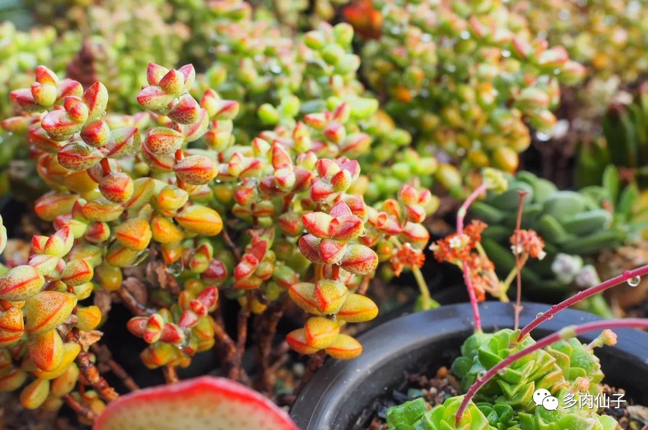 养多肉记住这2点30天长成大胖子,多肉最难伺候的方法