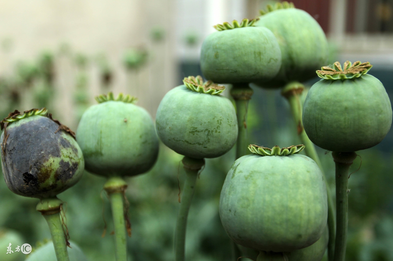 *粟罂**+和尚+人妖，金三角值得你了解更多