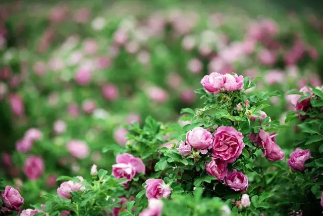 2018年浙江地方景点旅游日历大合集!含杭州,建德,温州,金华!