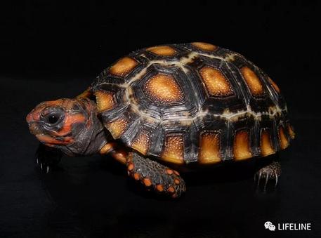 红腿陆龟的养殖方法,红腿陆龟应该怎么养